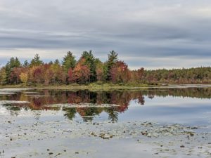 A serene lake with a reflective surface, surrounded by a forest of trees displaying autumn colors. The trees exhibit a mix of green, yellow, orange, and red foliage. The sky above is overcast with a layer of clouds, and the water is dotted with lily pads and other aquatic plants. The reflection of the colorful trees in the calm water creates a mirror-like effect.