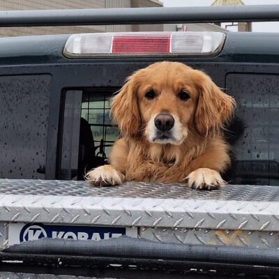 Dog looking out the back of a pickup truck cab window