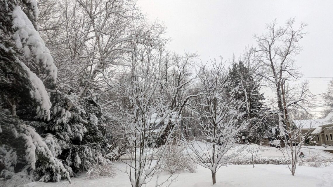 snow-covered trees and yard