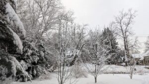 snow-covered trees and yard