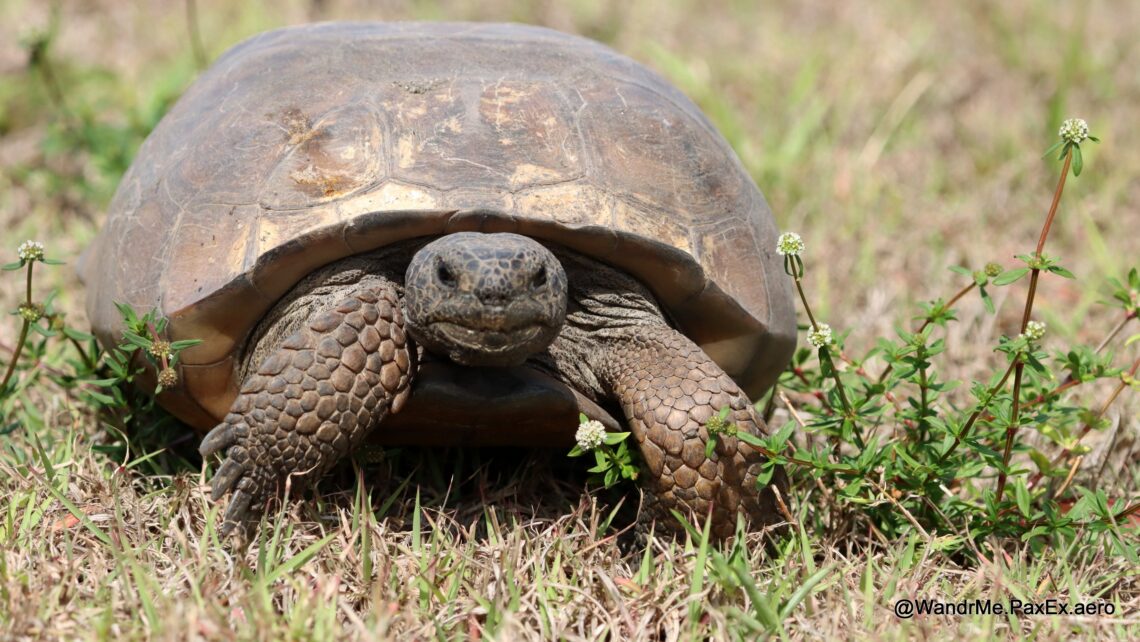 Turtle walking through low grass.