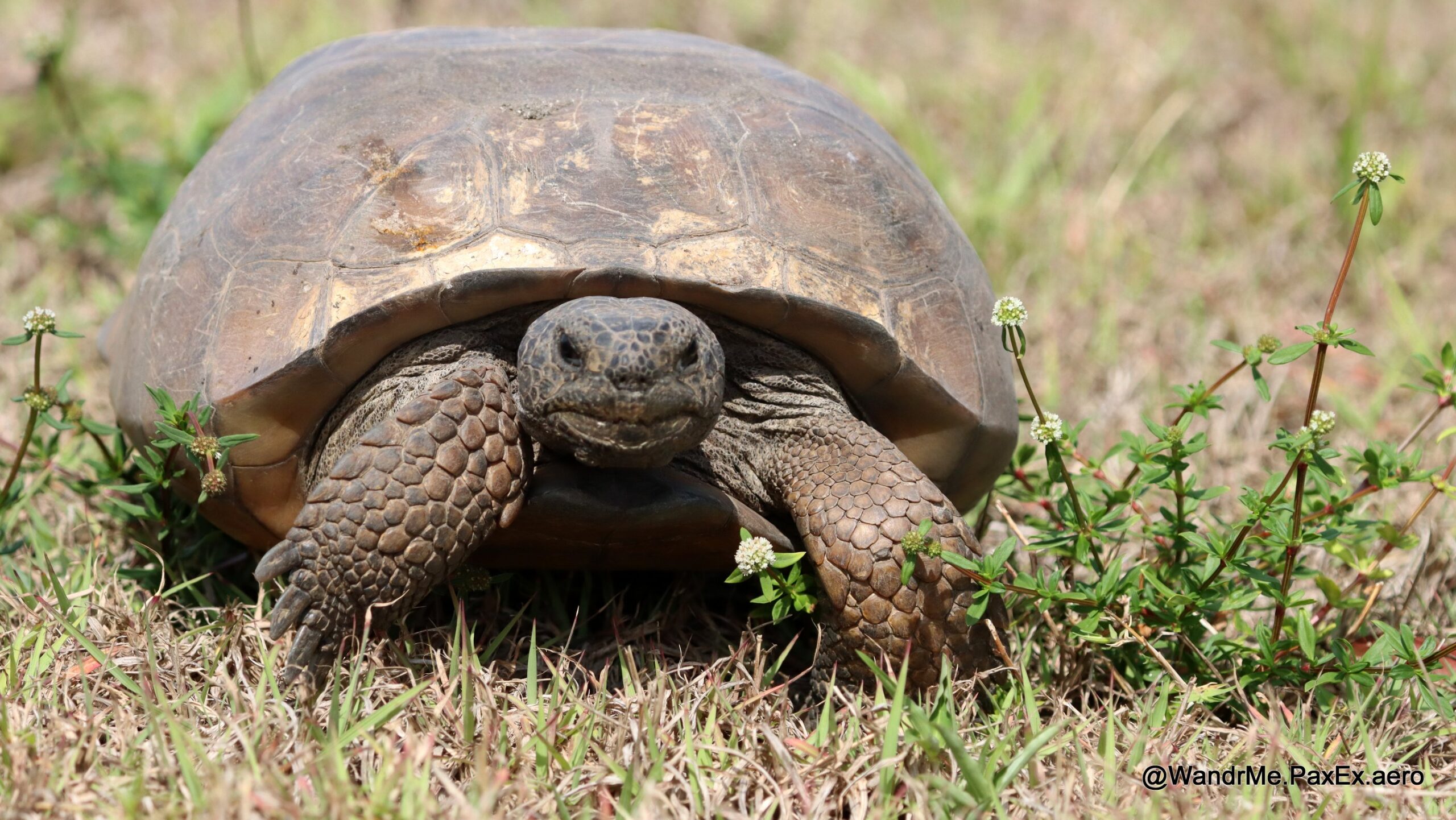 Turtle walking through low grass.